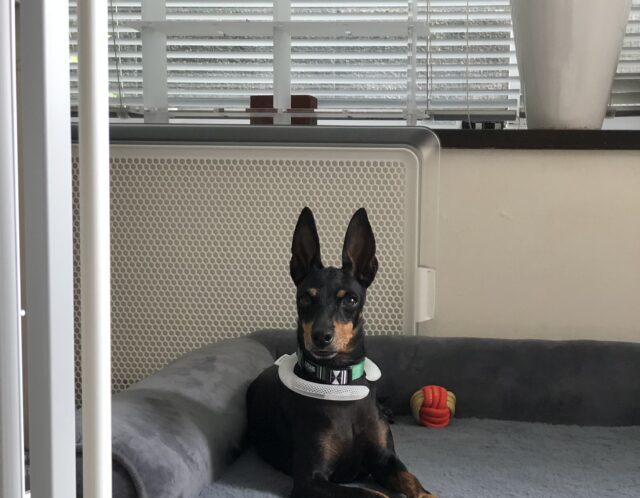 二代目看板犬